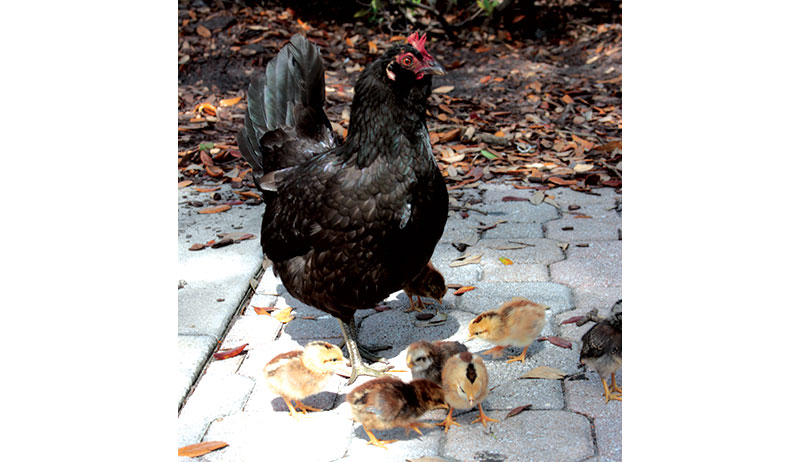 ybor city chickens hen chicks