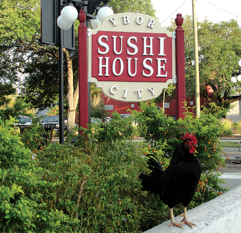 ybor city rooster