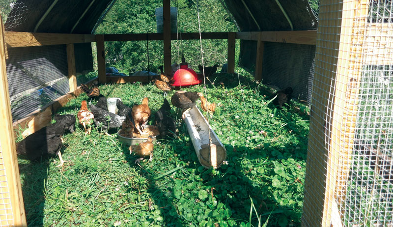 chickens chicken feed non-GMO GMO genetically modified