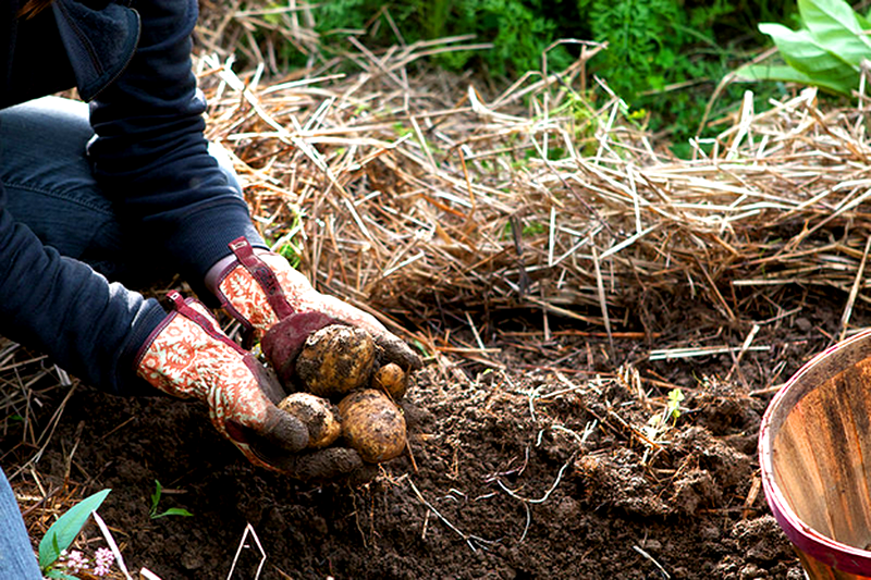 harvest potatoes