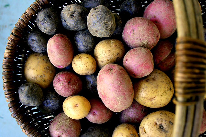 harvest potatoes