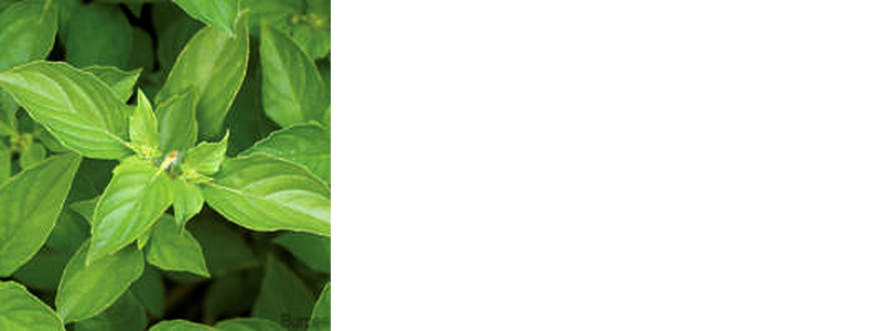 lime basil
