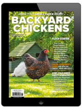 backyard chickens