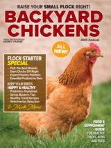 backyard chickens print