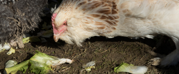 Probiotics for Chickens: Why They Are Important