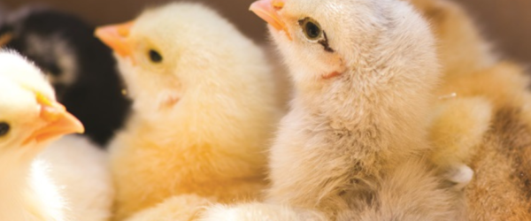 How to Add New Chickens to Your Flock