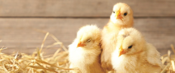 Raising Chickens for Beginners: 15 Tips