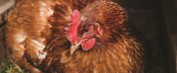 Broody Hens: 5 Types You May Encounter