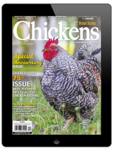 Chickens-November/December 2022