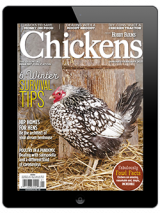 Chickens-Jan/Feb 2021 Digital