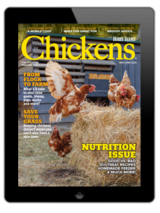 chickens- may/jun 2025