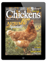 chickens- nov/dec 2023
