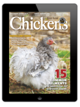 chickens- may/june 2024