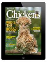 chickens- jul/aug 2024
