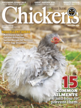 chickens- may/june 2024