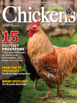 chickens- sep/oct 2024