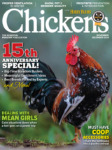 chickens- nov/dec 2024