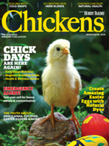chickens- mar/apr 2025