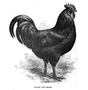 1905 illustration of a black java rooster for the american poultry standard