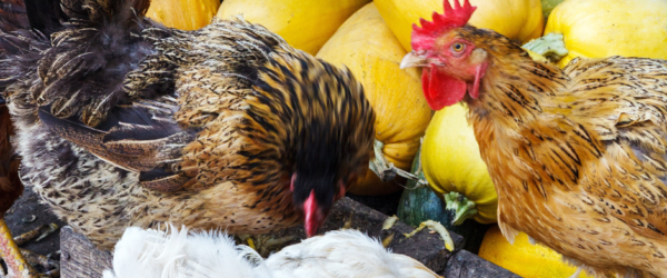 Feeding Pumpkin to Chickens: A Mash Recipe