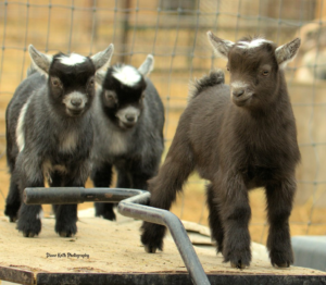 three pygmy goats in a barn