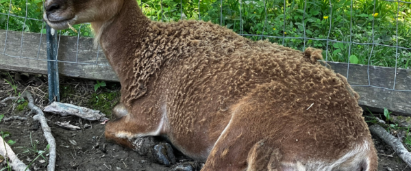 Raising Sheep: How to Treat Wool Loss