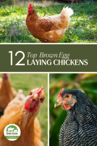 laying-hens