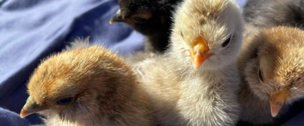 Cuddly Chicks & Marshy The Duck Populate The Clucking Sisters Farm